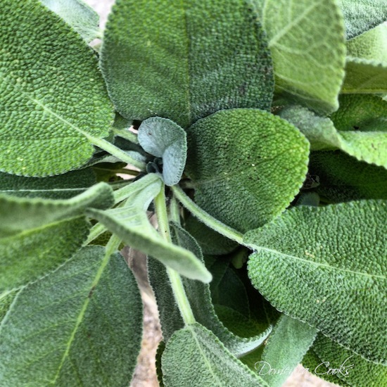 صور نبات الميرمية Photos sage leaf