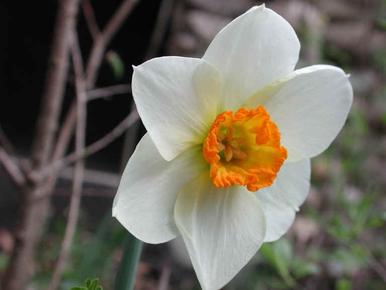 صور زهرة النرجس Narcissus flower pictures