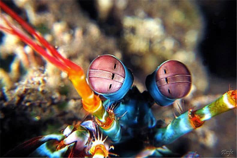 صور أغرب عيون الحيوانات Photos strangest animals eyes