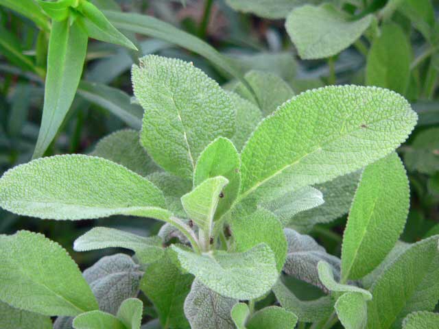 صور نبات الميرمية Photos sage leaf