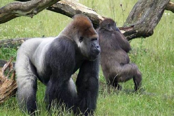 صورر غورلا