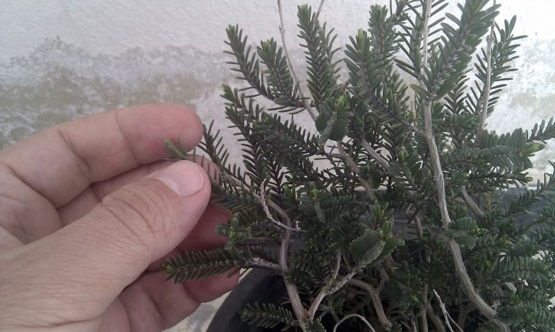 نبات الزعتر البري