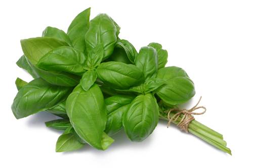 فوائد زيت الحبق