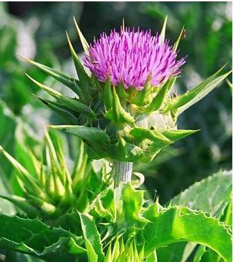 الشوك حليب milk thistle