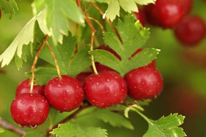 فوائد وأنواع عشبة الزعرور1