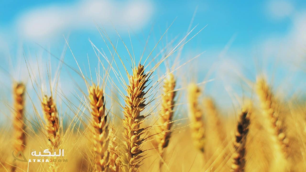 فوائد نبات الشعير لإنقاص الوزن