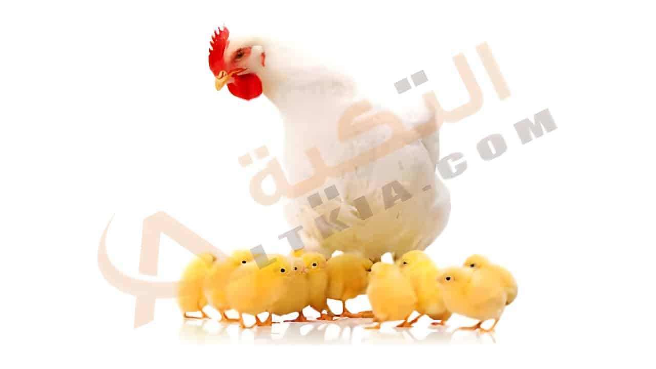 أسعار بورصة الدواجن