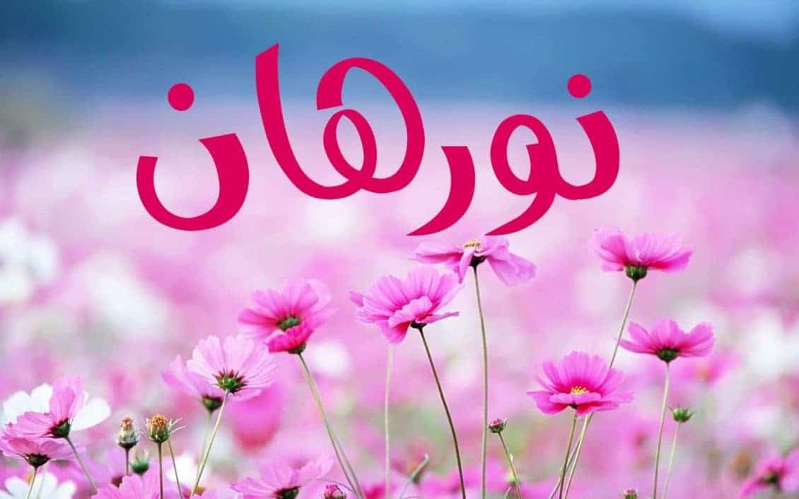 كلمات اغنية شيشة يا معلمة - نورهان