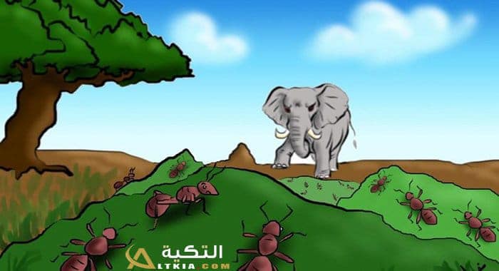نكت نمل