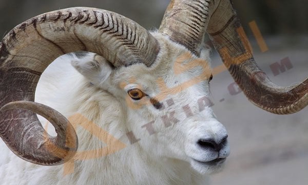 تفسير حلم رؤية الأضحية في المنام