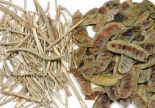 فوائد عشبة السنامكي للصحة