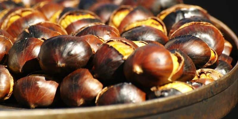 فوائد أبو فروة للصحة