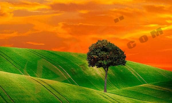 تفسير حلم الأشجار