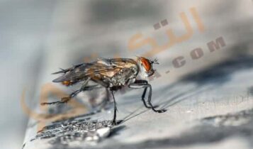تفسير حلم الذباب