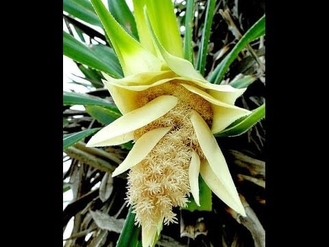 استخدامات ماء الكادي