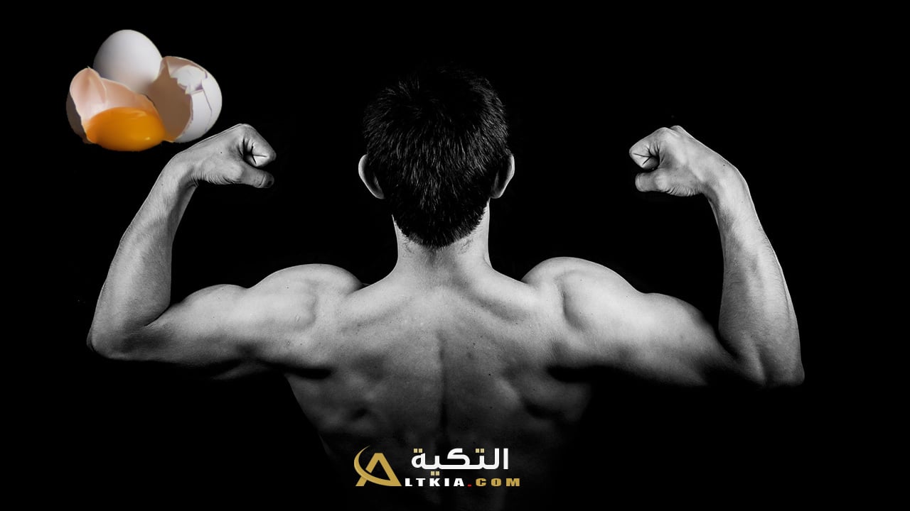 فوائد بياض البيض للعضلات