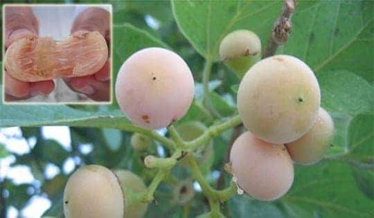 فوائد ثمرة البمبر للصحة