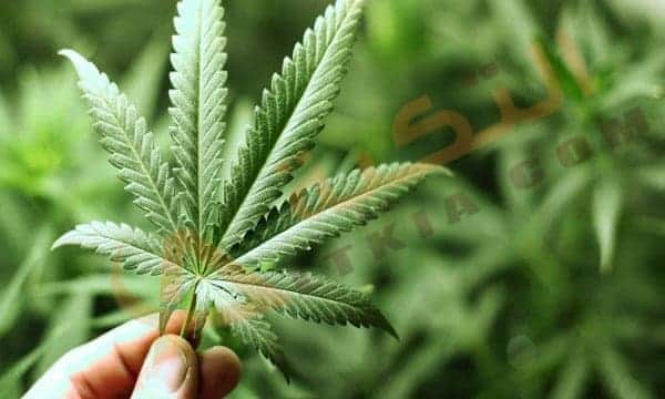 فوائد القنب الهندي الصحية