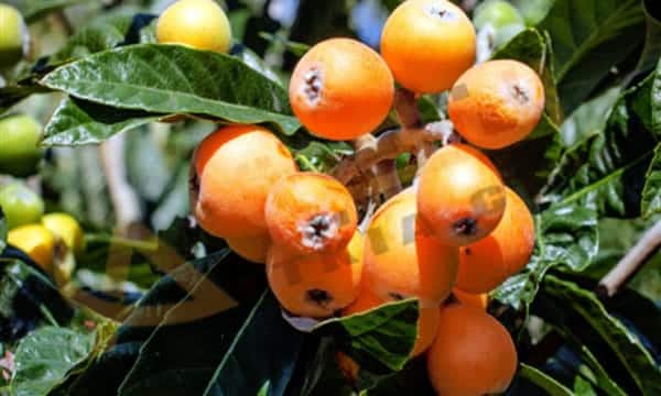 فوائد البشملة