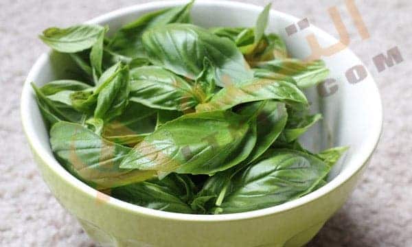 فوائد الريحان الأخضر الصحية