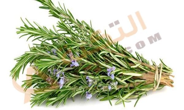 فوائد إكليل الجبل للصحة
