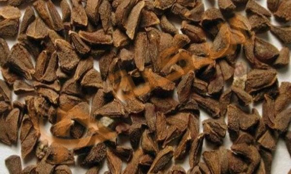 فوائد بذور الحرمل للشعر