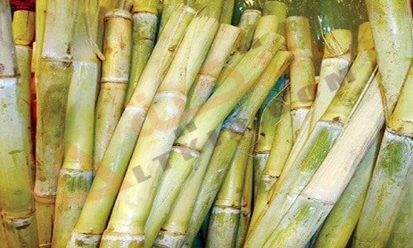تفسير حلم القصب