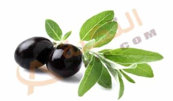 فوائد أوراق شجر الزيتون