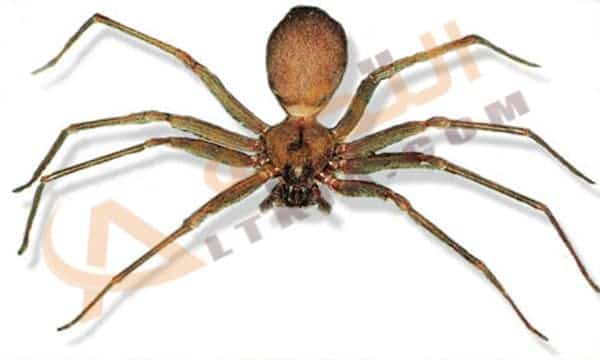 طرق التخلص من العناكب