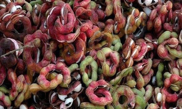 فوائد اللوز الهندي للصحة