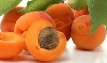 تفسير حلم المشمش