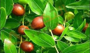 فوائد نبات السدر