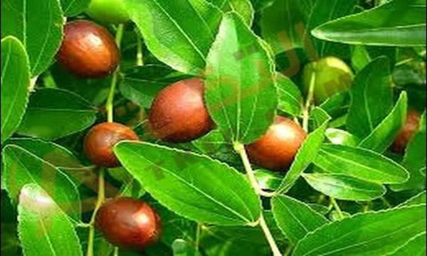فوائد نبات السدر