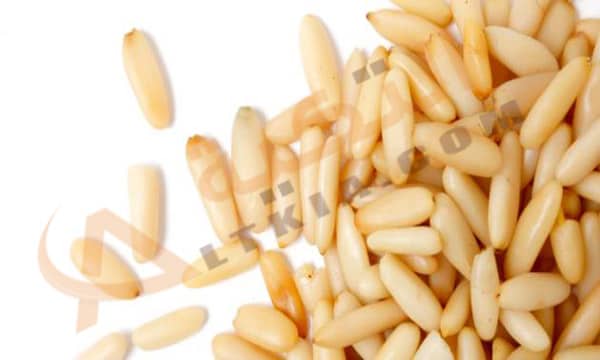 فوائد الصنوبر للصحة