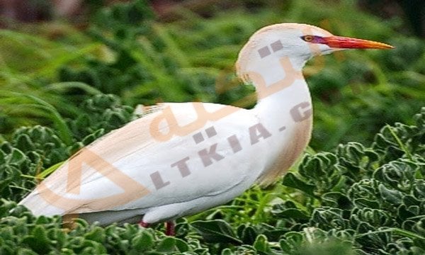 تفسير حلم أبو قردان