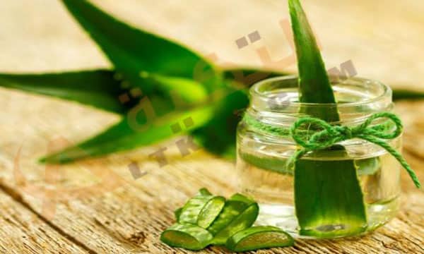 فوائد الصبار للهالات السوداء