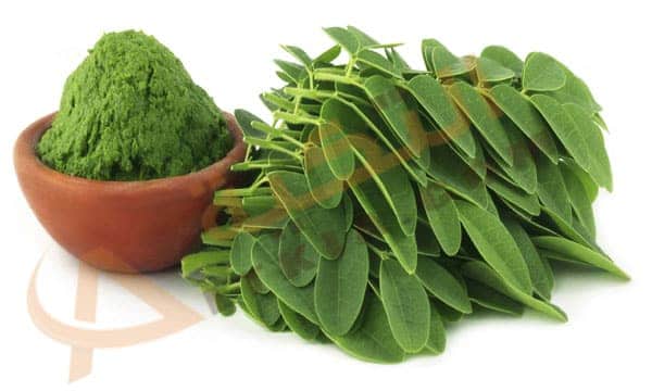 فوائد نبات المورينجا