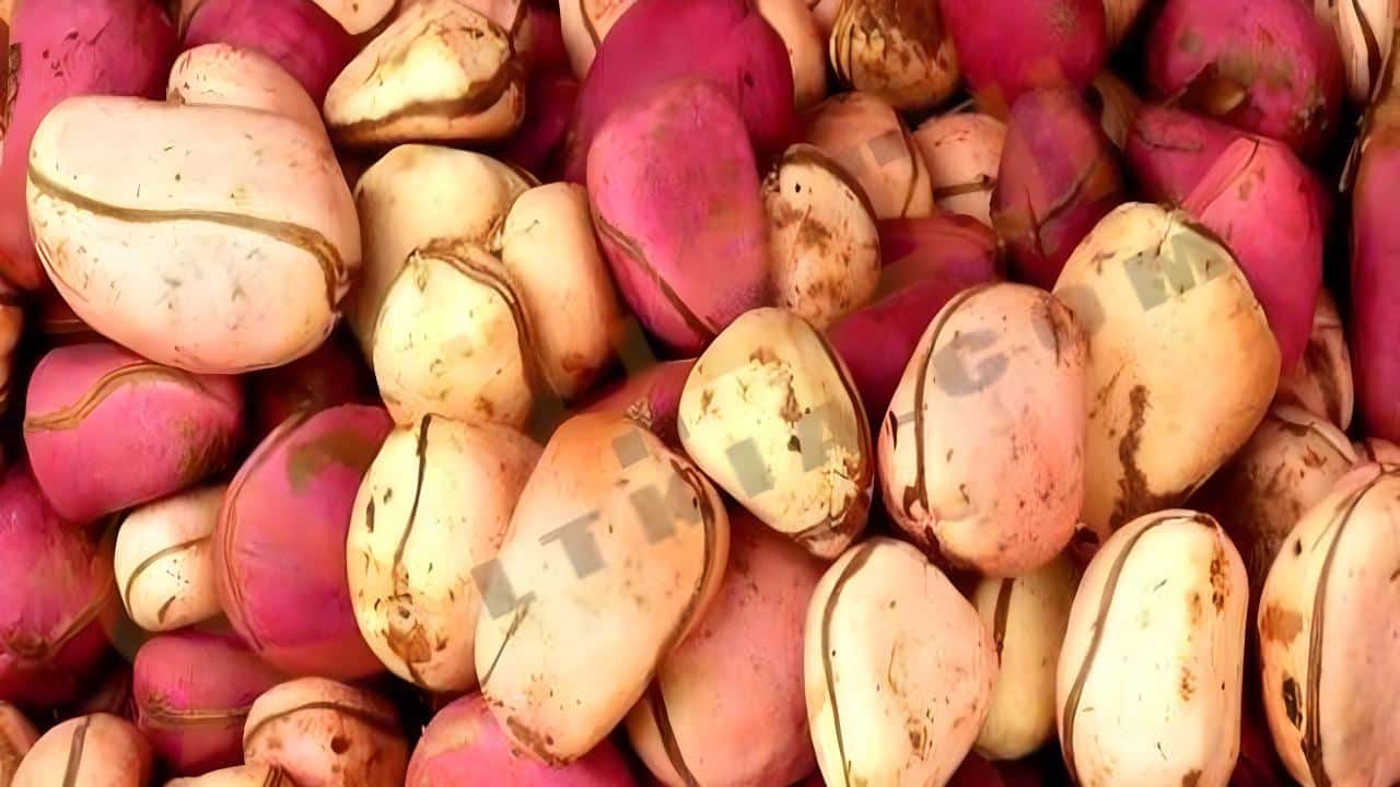 فوائد نبات الكورو للصحة