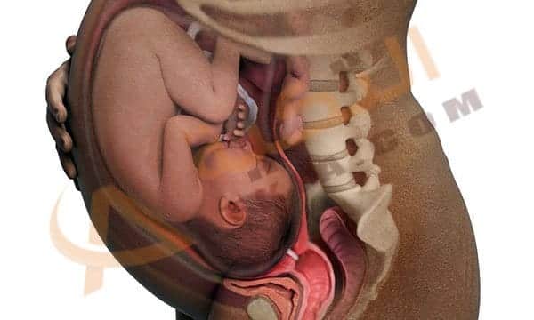 غذاء المرأة الحامل