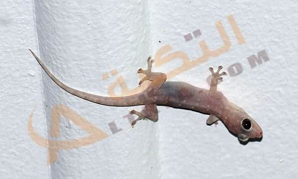 تفسير حلم الوزغ