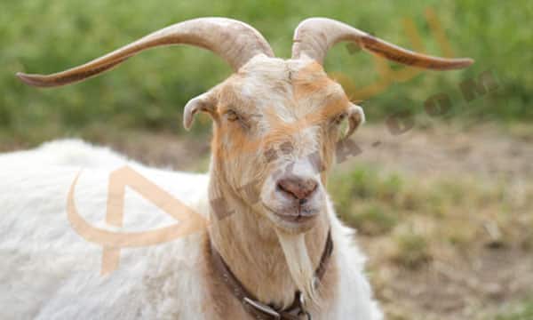 تفسير حلم التيس الذكر