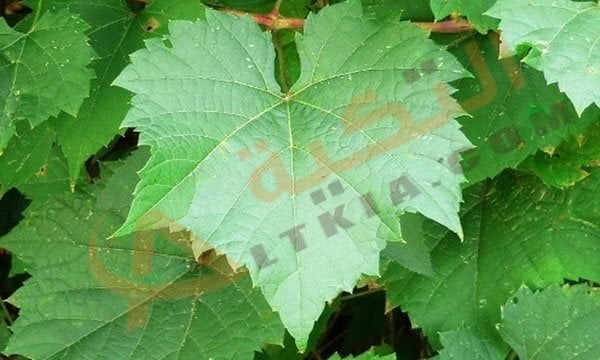 تفسير حلم ورق العنب