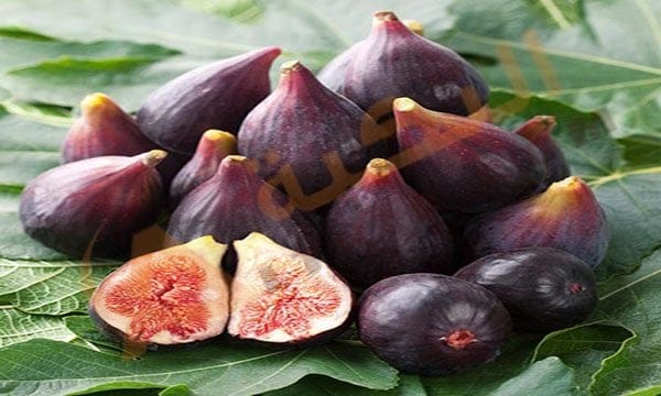 تفسير حلم التين