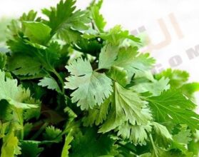 فوائد الكزبرة الخضراء