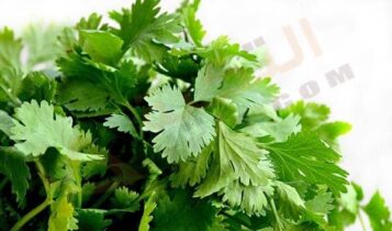 فوائد الكزبرة الخضراء