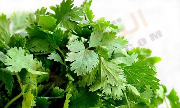 فوائد الكزبرة الخضراء