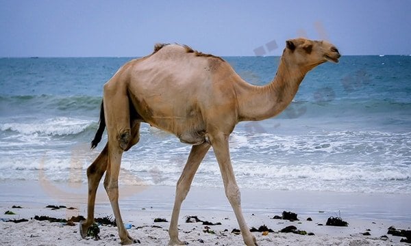 تفسير حلم الجمل