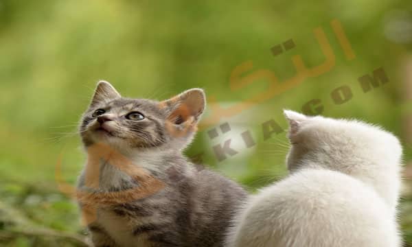 تفسير حلم القطط