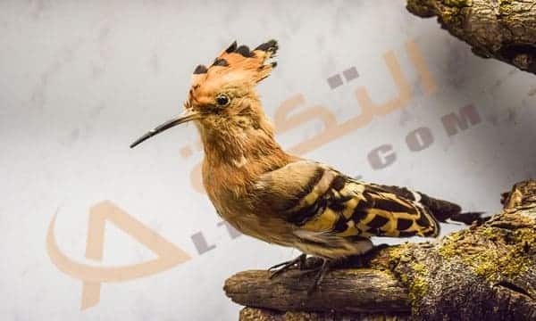 تفسير حلم الهدهد