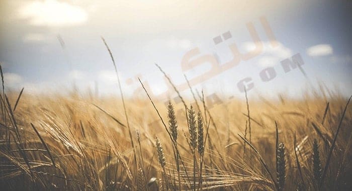 تفسير حلم رؤية القمح في المنام